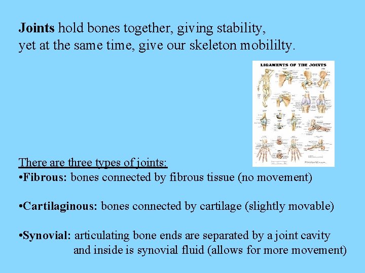 Joints hold bones together, giving stability, yet at the same time, give our skeleton