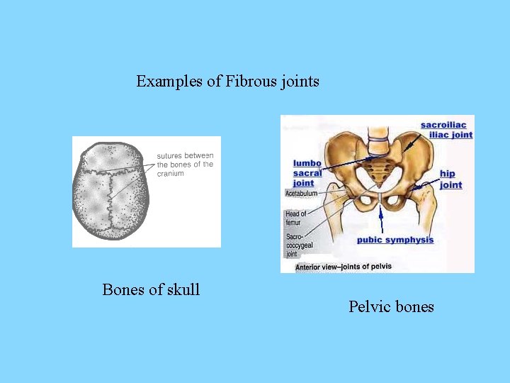 Examples of Fibrous joints Bones of skull Pelvic bones 