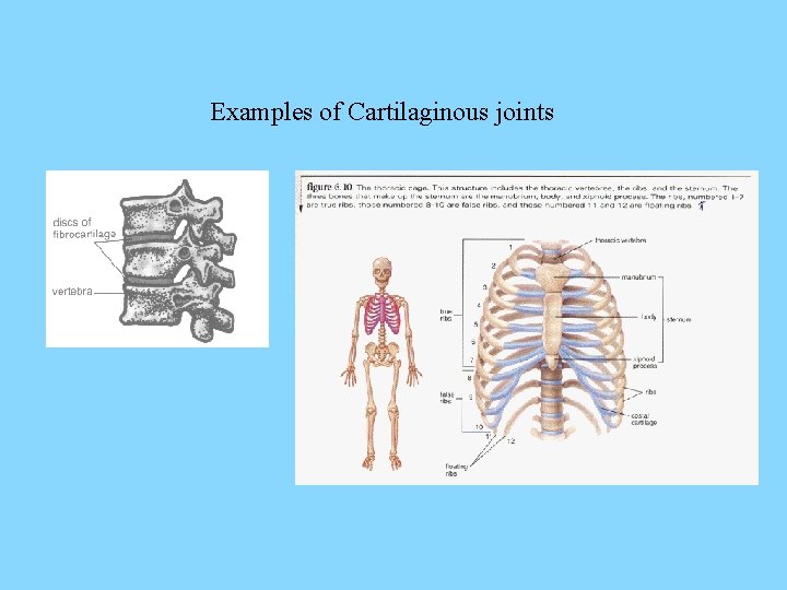 Examples of Cartilaginous joints 