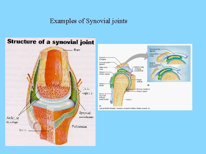 Examples of Synovial joints 