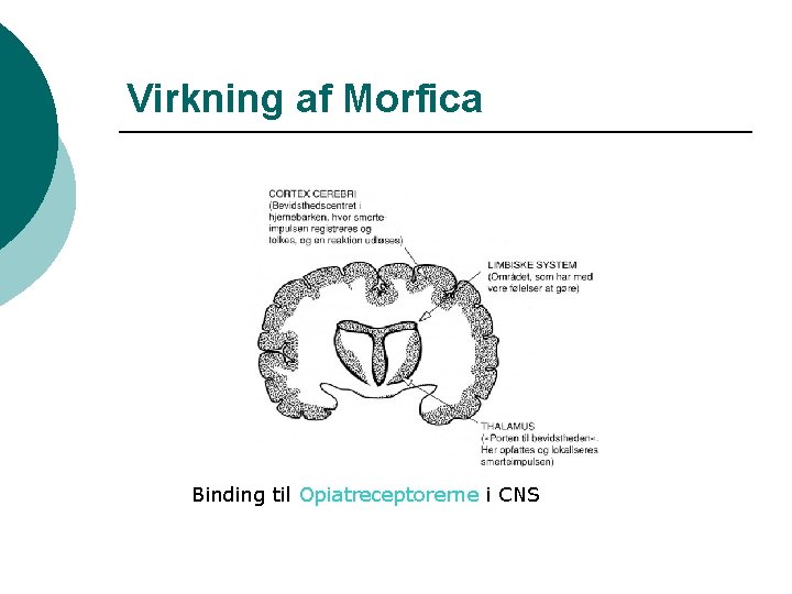 Virkning af Morfica Binding til Opiatreceptorerne i CNS 