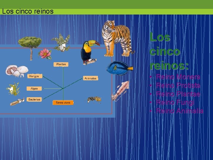 Los cinco reinos: • • • Reino Monera Reino Protista Reino Plantae Reino Fungi