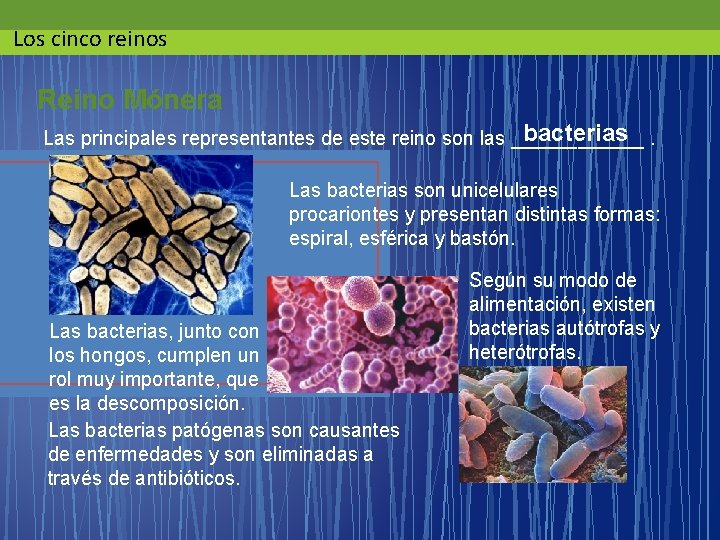 Los cinco reinos Reino Mónera bacterias. Las principales representantes de este reino son las