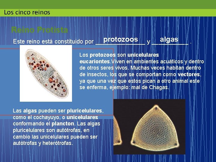 Los cinco reinos Reino Protista protozoos y ______ algas Este reino está constituido por