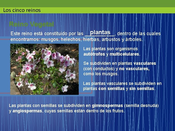 Los cinco reinos Reino Vegetal plantas dentro de las cuales Este reino está constituido