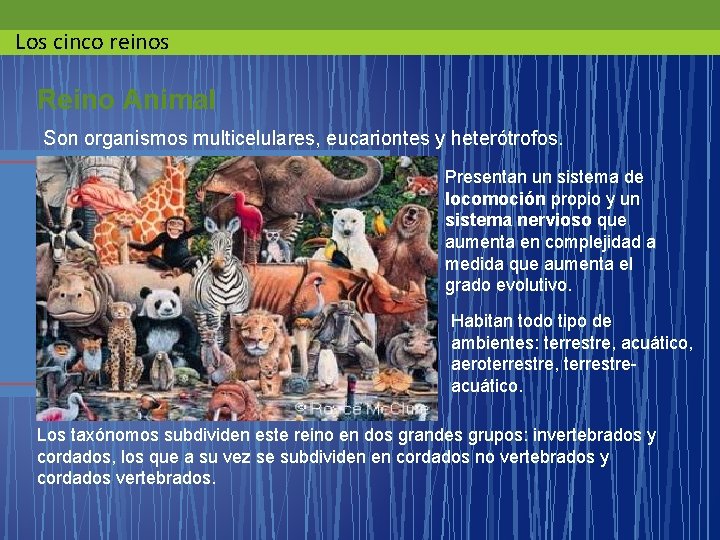 Los cinco reinos Reino Animal Son organismos multicelulares, eucariontes y heterótrofos. Presentan un sistema