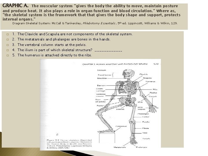 GRAPHIC A. The muscular system “gives the body the ability to move, maintain posture