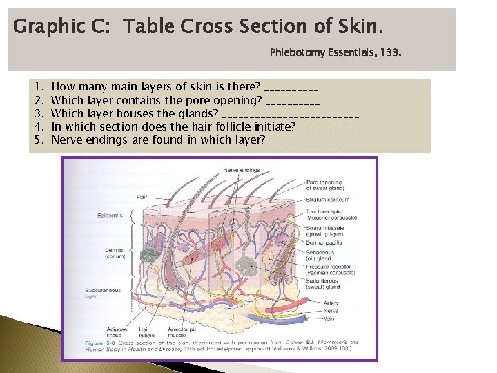 Graphic C: Table Cross Section of Skin. Phlebotomy Essentials, 133. 1. 2. 3. 4.