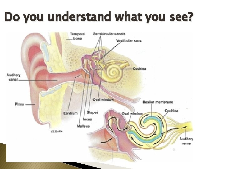 Do you understand what you see? 