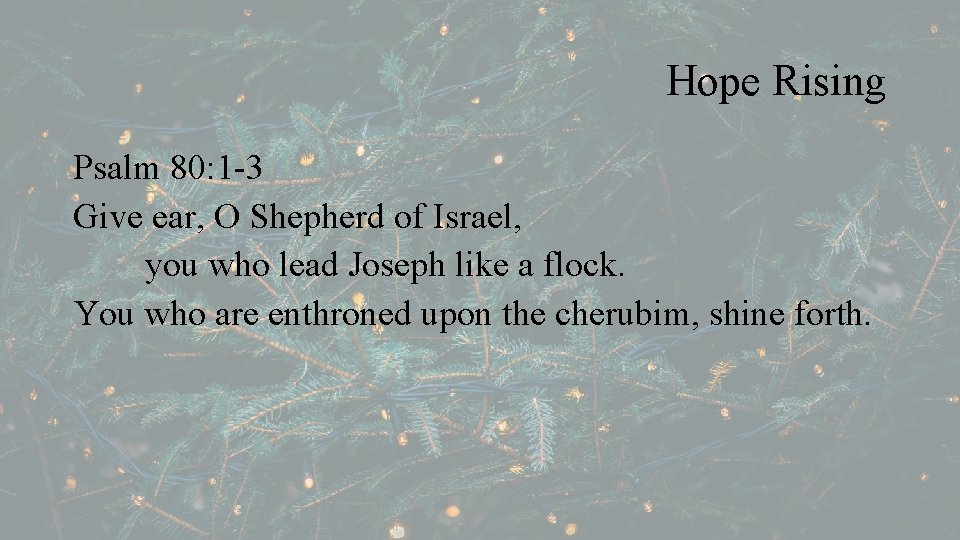 Hope Rising Psalm 80: 1 -3 Give ear, O Shepherd of Israel, you who