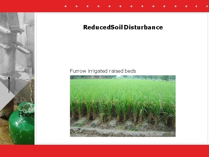 Reduced. Soil Disturbance Furrow irrigated raised beds Rice 