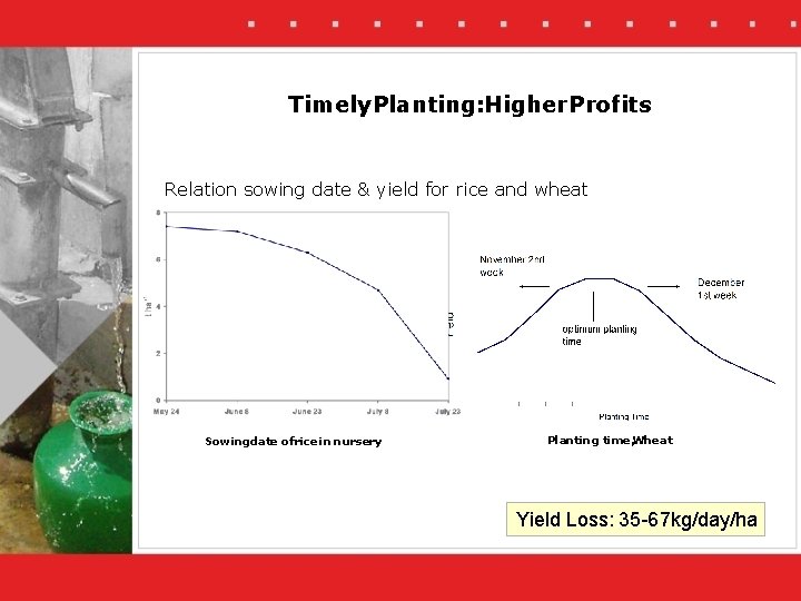 Timely Planting: Higher. Profits Relation sowing date & yield for rice and wheat Sowingdate