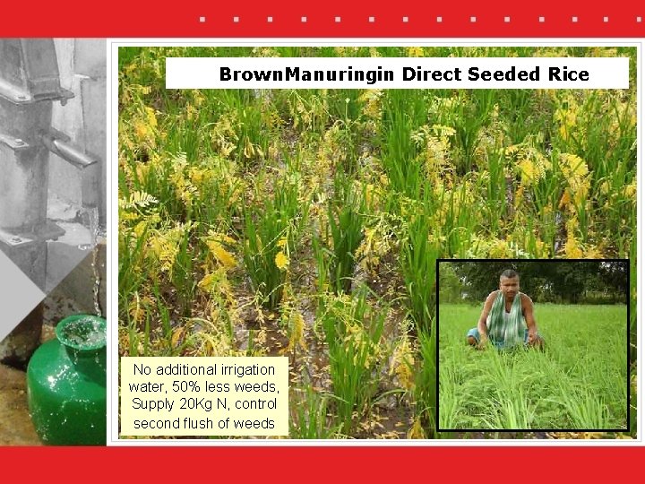 Brown. Manuringin Direct Seeded Rice No additional irrigation water, 50% less weeds, Supply 20