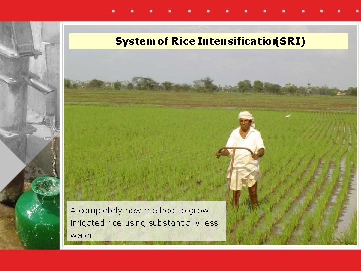 System of Rice Intensification(SRI) A completely new method to grow irrigated rice using substantially