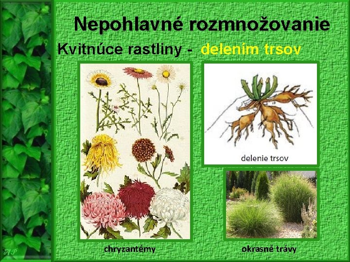 Nepohlavné rozmnožovanie Kvitnúce rastliny - delením trsov chryzantémy okrasné trávy 