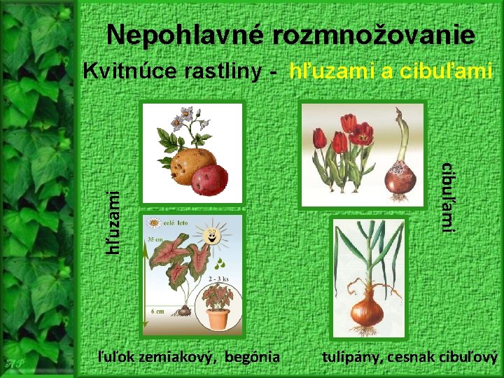 Nepohlavné rozmnožovanie ľuľok zemiakový, begónia cibuľami hľuzami Kvitnúce rastliny - hľuzami a cibuľami tulipány,