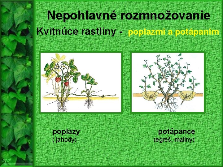 Nepohlavné rozmnožovanie Kvitnúce rastliny - poplazmi a potápaním poplazy ( jahody) potápance (egreš, maliny)