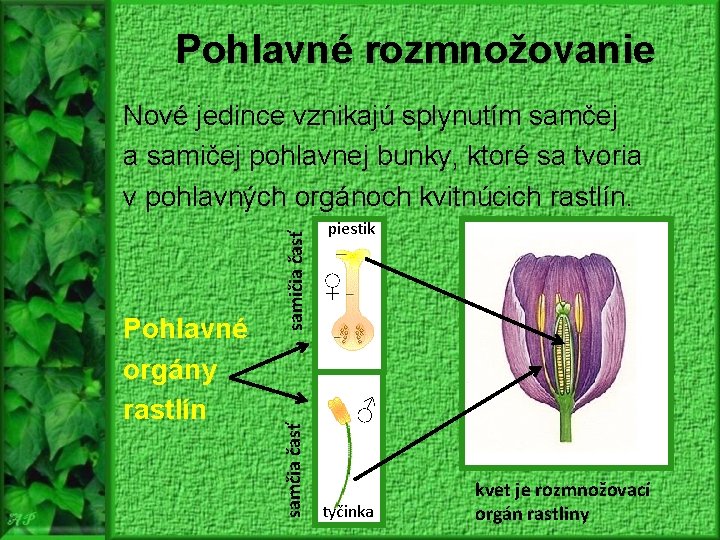 Pohlavné rozmnožovanie samčia časť Pohlavné orgány rastlín samičia časť Nové jedince vznikajú splynutím samčej