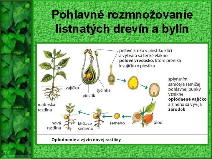 Pohlavné rozmnožovanie listnatých drevín a bylín 