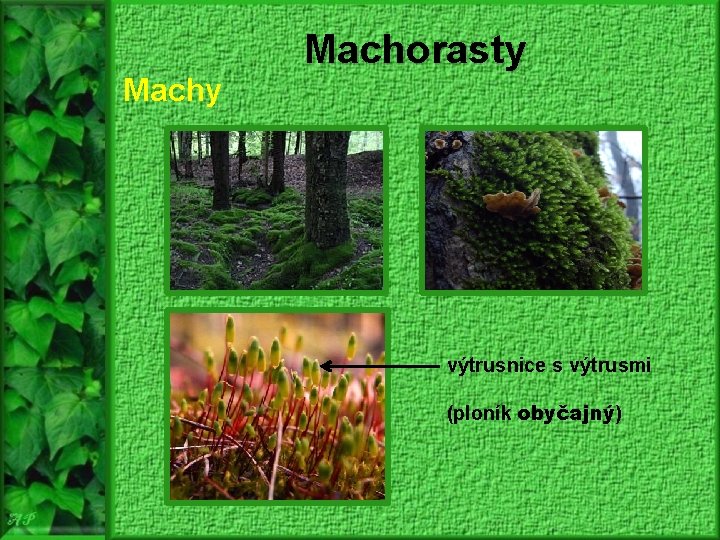 Machy Machorasty výtrusnice s výtrusmi (ploník obyčajný) 