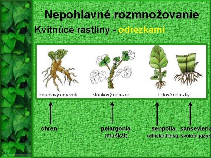 Nepohlavné rozmnožovanie Kvitnúce rastliny - odrezkami chren pelargónia (muškát) senpólia, sansevieria (africká fialka, svokrin