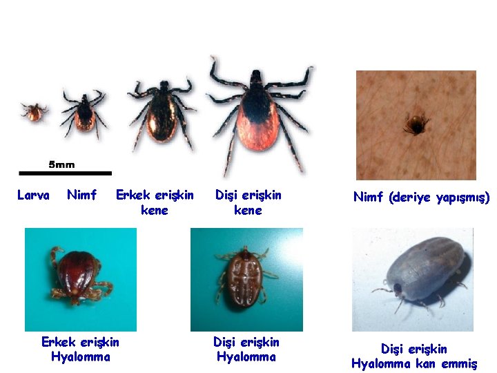 Larva Nimf Erkek erişkin kene Erkek erişkin Hyalomma Dişi erişkin kene Dişi erişkin Hyalomma