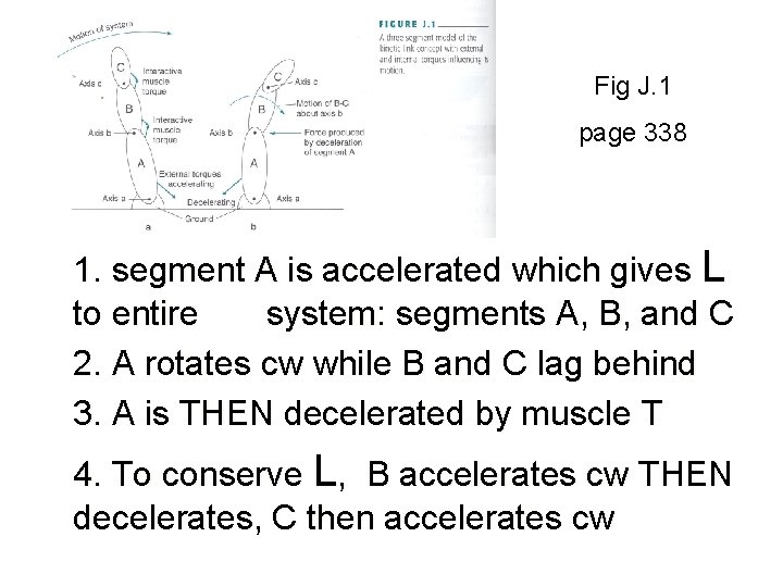 Fig J. 1 page 338 1. segment A is accelerated which gives L to