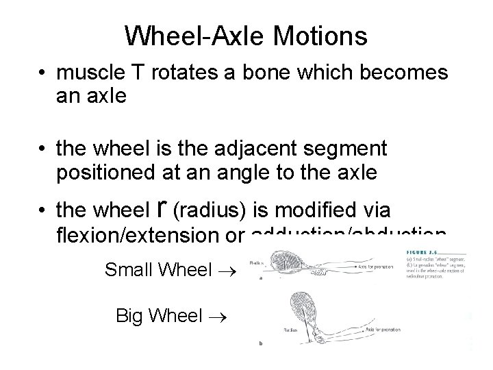 Wheel-Axle Motions • muscle T rotates a bone which becomes an axle • the