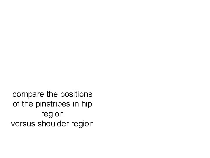 compare the positions of the pinstripes in hip region versus shoulder region 