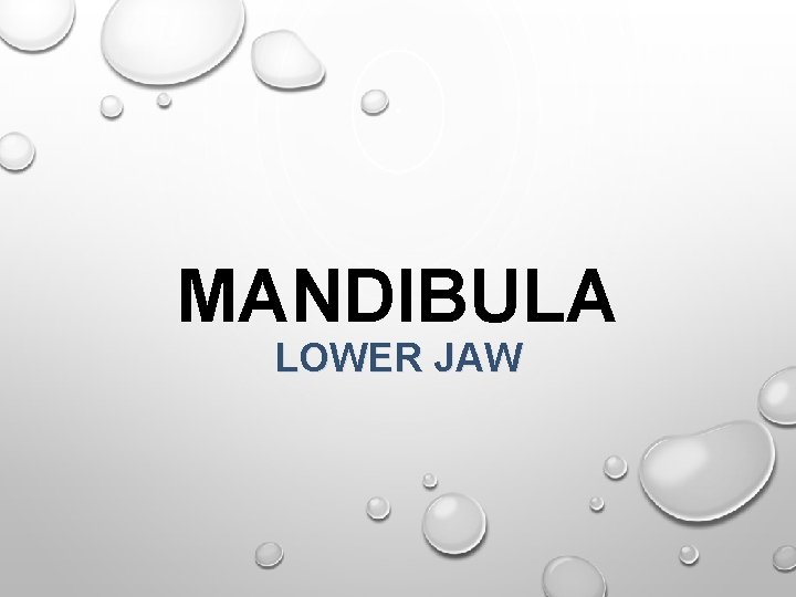 MANDIBULA LOWER JAW 
