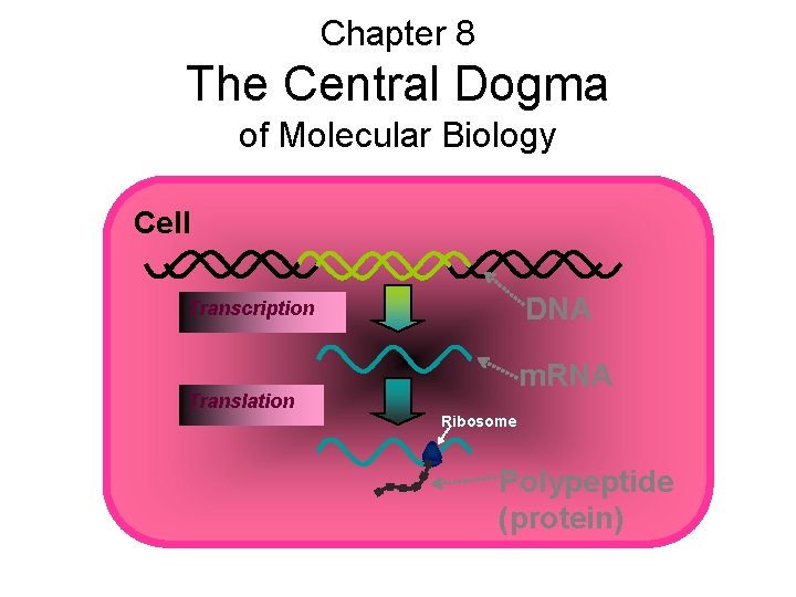 Chapter 8 The Central Dogma of Molecular Biology Cell DNA Transcription m. RNA Translation