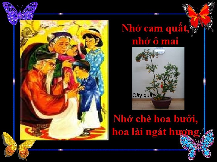 Nhớ cam quất, nhớ ô mai Cây quât Nhớ chè hoa bưởi, hoa lài