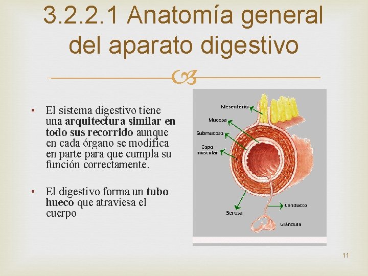 3. 2. 2. 1 Anatomía general del aparato digestivo • El sistema digestivo tiene