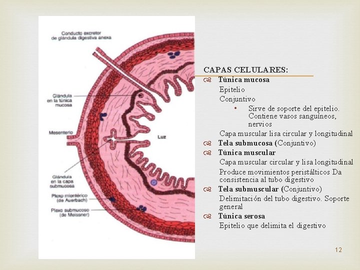  CAPAS CELULARES: Túnica mucosa Epitelio Conjuntivo • Sirve de soporte del epitelio. Contiene