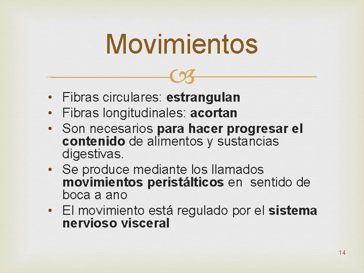 Movimientos • Fibras circulares: estrangulan • Fibras longitudinales: acortan • Son necesarios para hacer