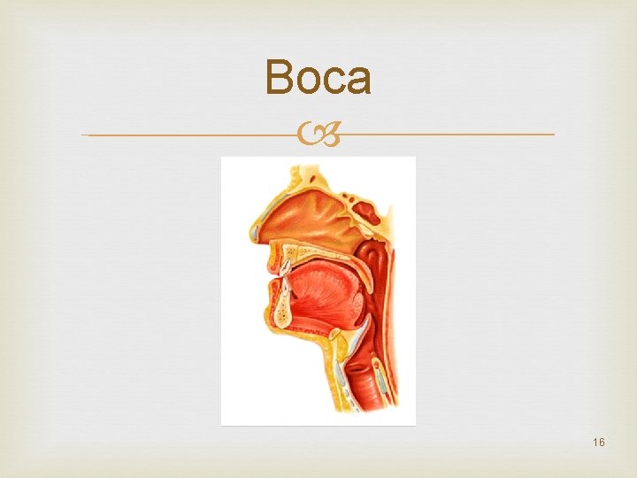 Boca 16 