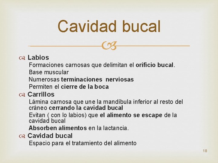 Cavidad bucal Labios Formaciones carnosas que delimitan el orificio bucal. Base muscular Numerosas terminaciones