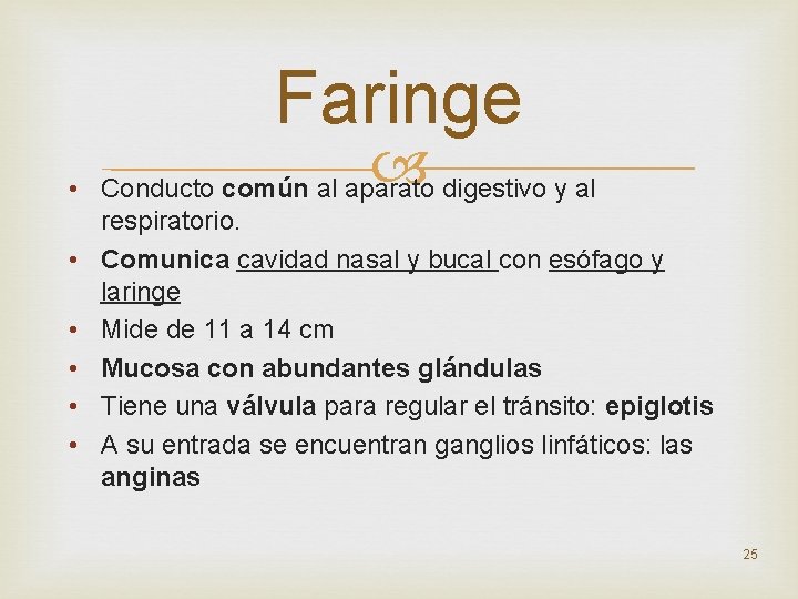 Faringe • Conducto común al aparato digestivo y al respiratorio. • Comunica cavidad nasal