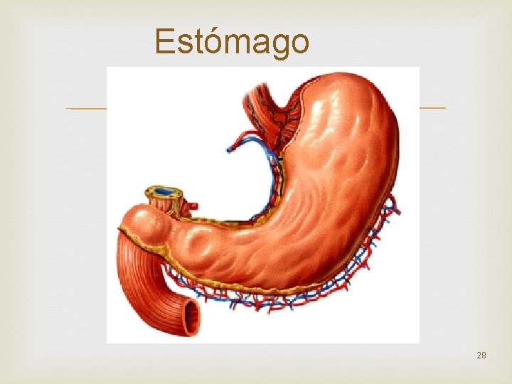 Estómago 28 