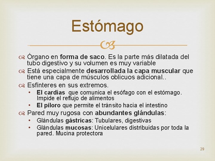 Estómago Órgano en forma de saco. Es la parte más dilatada del tubo digestivo