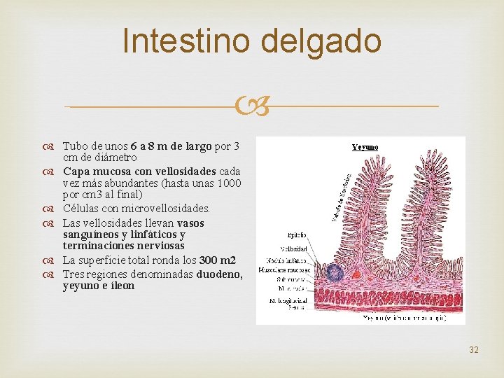 Intestino delgado Tubo de unos 6 a 8 m de largo por 3 cm