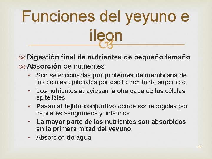 Funciones del yeyuno e íleon Digestión final de nutrientes de pequeño tamaño Absorción de