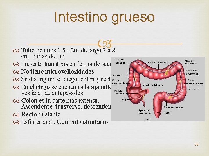 Intestino grueso Tubo de unos 1, 5 - 2 m de largo 7 a