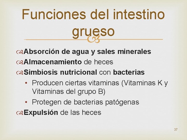 Funciones del intestino grueso Absorción de agua y sales minerales Almacenamiento de heces Simbiosis