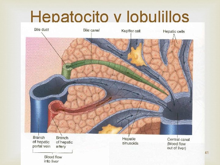 Hepatocito y lobulillos hepaticos 41 