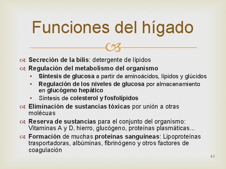 Funciones del hígado Secreción de la bilis: detergente de lípidos Regulación del metabolismo del