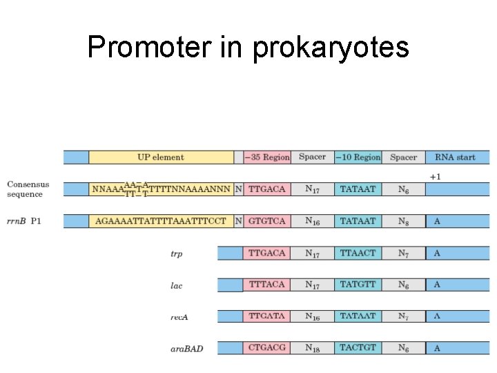 Promoter in prokaryotes 
