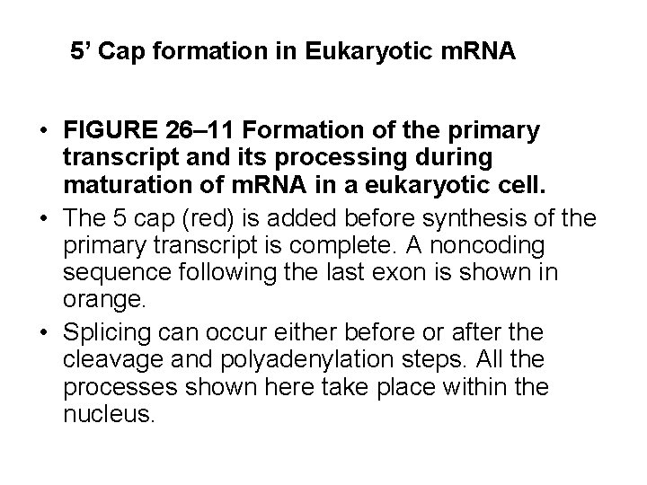 5’ Cap formation in Eukaryotic m. RNA • FIGURE 26– 11 Formation of the
