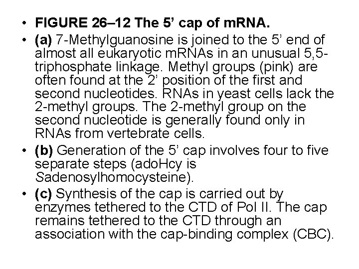  • FIGURE 26– 12 The 5’ cap of m. RNA. • (a) 7