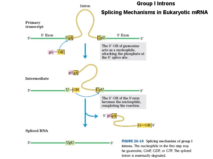 Group I Introns Splicing Mechanisms in Eukaryotic m. RNA 